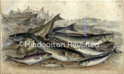 /data/Original Prints/Natural History/FISH.jpg